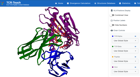 Vue 3D d'une protéine HLA, peptide et récepteur d'un lymphocyte T